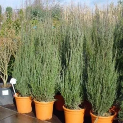 Jeneverbes (Juniperus Scopulorum 'Skyrocket') -Aanbiedingen Tuin Verrassing Winkel 20101216132205 6 1