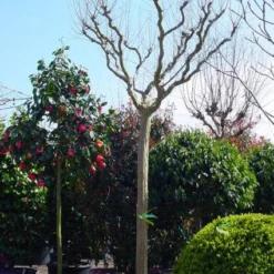 Roze Lagerstroemia Als Boom (Lagerstroemia Indica) -Aanbiedingen Tuin Verrassing Winkel 20101216134719 9