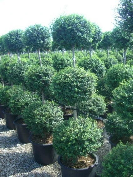 Liguster In Triobol (Ligustrum Delavayanum) 1 Liguster In Triobol (Ligustrum Delavayanum)