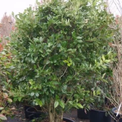 Liguster (Ligustrum Japonicum 'Texanum') -Aanbiedingen Tuin Verrassing Winkel 20101216165524 7