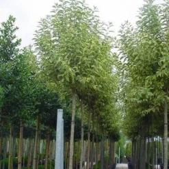 Liguster (Ligustrum 'Excelsum Superbum')