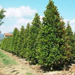 Magnolia (Magnolia Grandiflora 'Gallissoniere') -Aanbiedingen Tuin Verrassing Winkel 20101217150008 85 17