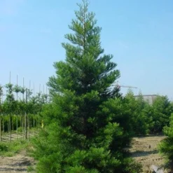 Mammoetboom (Sequoiadendron Giganteum) -Aanbiedingen Tuin Verrassing Winkel 20101217160943 9