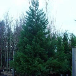 Mammoetboom (Sequoiadendron Giganteum) -Aanbiedingen Tuin Verrassing Winkel 20101217160956 8