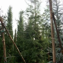 Kustmammoetboom (Sequoia Sempervirens) -Aanbiedingen Tuin Verrassing Winkel 20101217161916 8