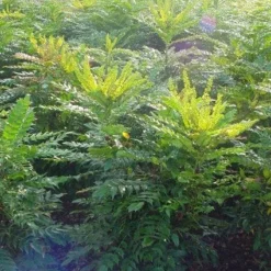 Mahoniestruik (Mahonia Media 'Winter Sun') -Aanbiedingen Tuin Verrassing Winkel 20101217162700 11