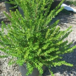 Dwergmirte (Myrtus Communis 'Tarentina') -Aanbiedingen Tuin Verrassing Winkel 20101217172218 2