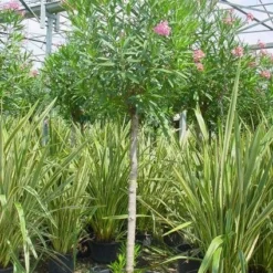 Oleander Als Boom (Nerium Oleander) -Aanbiedingen Tuin Verrassing Winkel 20101220114122 5