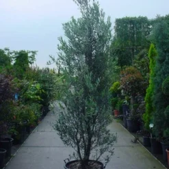 Olijf Als Struik (Olea Europaea) 16 Olijf Als Struik (Olea Europaea) -Aanbiedingen Tuin Verrassing Winkel 20101220120639 9