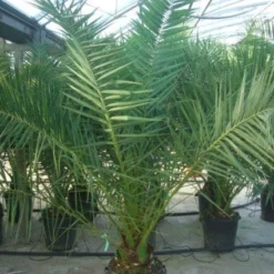 Canarische Dadelpalm (Phoenix Canariensis) -Aanbiedingen Tuin Verrassing Winkel 20101220144503 10
