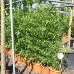 Bamboe (Phyllostachys Aurea) -Aanbiedingen Tuin Verrassing Winkel 20101220162232 13