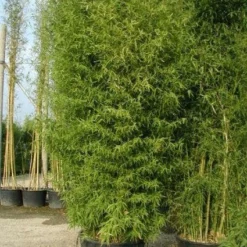 Bamboe (Phyllostachys Aurea) -Aanbiedingen Tuin Verrassing Winkel 20101220162254 13