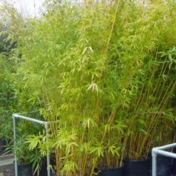 Bamboe (Phyllostachys Aureosulcata 'Spectabilis') -Aanbiedingen Tuin Verrassing Winkel 20101220163030 7