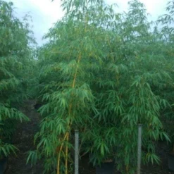 Bamboe (Phyllostachys Vivax 'Aureocaulis') -Aanbiedingen Tuin Verrassing Winkel 20101220170619 7