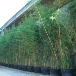 Bamboe (Phyllostachys Vivax 'Aureocaulis') -Aanbiedingen Tuin Verrassing Winkel 20101220170631 7