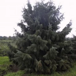 Spar (Picea Breweriana)