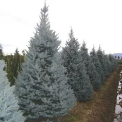 Amerikaanse Blauwe Spar (Picea Pungens 'Fat Albert')