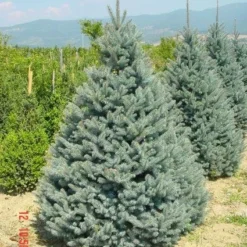 Aanbiedingen Tuin Verrassing Winkel -Aanbiedingen Tuin Verrassing Winkel 20101220173516 9