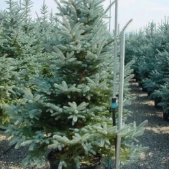 Zilverden (Picea Pungens 'Koster')