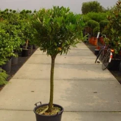 Laurierkers Op Stam (Prunus Laurocerasus 'Otto Luyken') -Aanbiedingen Tuin Verrassing Winkel 20101221104726 2