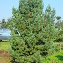 Alpenden (Pinus Cembra) -Aanbiedingen Tuin Verrassing Winkel 20101221111011 10