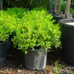 Australische Laurier (Pittosporum Tobira 'Nanum') 8 Australische Laurier (Pittosporum Tobira 'Nanum') -Aanbiedingen Tuin Verrassing Winkel 20101221141255 8 1