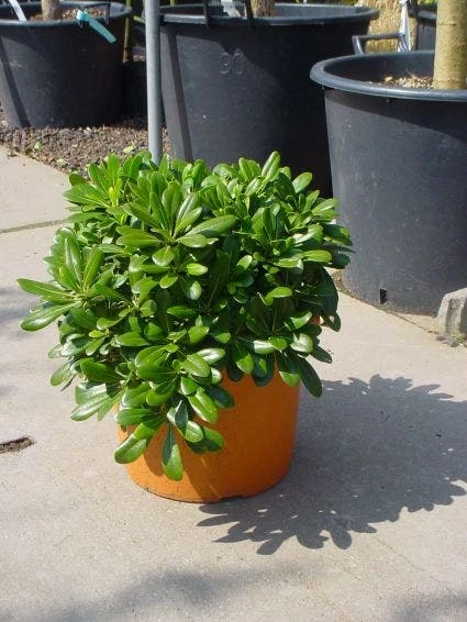 Australische Laurier (Pittosporum Tobira 'Nanum') 2 Australische Laurier (Pittosporum Tobira 'Nanum') - Afbeelding 2