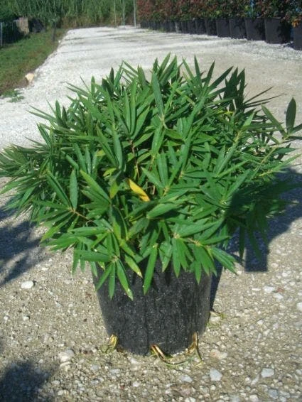 Bamboe (Pleioblastus Pygmaeus) 2 Bamboe (Pleioblastus Pygmaeus) - Afbeelding 2