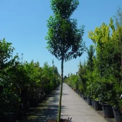 Portugese Laurier Als Boom (Prunus Lusitanica 'Angustifolia') -Aanbiedingen Tuin Verrassing Winkel 20101221161730 7