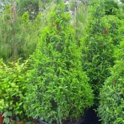 Portugese Laurier, Piramide (Prunus Lusitanica )