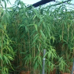 Bamboe (Pseudosasa Japonica) 10 Bamboe (Pseudosasa Japonica) -Aanbiedingen Tuin Verrassing Winkel 20101224133625 11