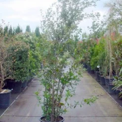 Steeneik Als Struik (Quercus Ilex) -Aanbiedingen Tuin Verrassing Winkel 20101224154115 12