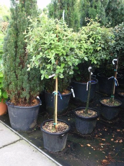 Steeneik Op Stam (Quercus Ilex) 1 Steeneik Op Stam (Quercus Ilex)