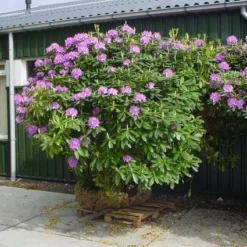 Rhododendron (Rhododendron Catawbiense 'Grandiflorum') -Aanbiedingen Tuin Verrassing Winkel 20101227172716 13