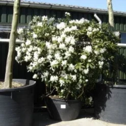 Rhododendron (Rhododendron 'Cunningham White') 34 Rhododendron (Rhododendron 'Cunningham White') -Aanbiedingen Tuin Verrassing Winkel 20101227172754 8
