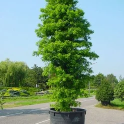 Moerascipres (Taxodium Distichum) -Aanbiedingen Tuin Verrassing Winkel 20101228150218 12
