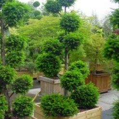 Taxus Als Bonsai (Taxus Baccata) -Aanbiedingen Tuin Verrassing Winkel 20101230131810 1