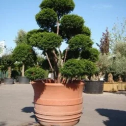 Taxus Als Bonsai (Taxus Baccata) -Aanbiedingen Tuin Verrassing Winkel 20101230131827 1