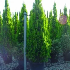 Levensboom (Thuja Orientalis 'Pyramidalis Aurea')