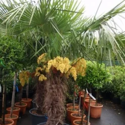 Winterharde Palm (Trachycarpus Fortunei)
