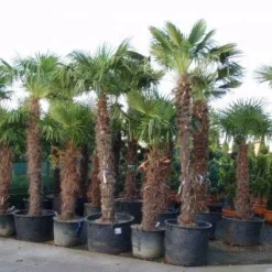 Winterharde Palm (Trachycarpus Fortunei) -Aanbiedingen Tuin Verrassing Winkel 20101231135206 14