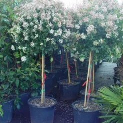 Sneeuwbal Op Stam (Viburnum Tinus 'Eve Price') -Aanbiedingen Tuin Verrassing Winkel 20110102183216 4