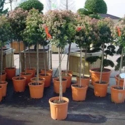 Sneeuwbal Op Stam (Viburnum Tinus 'Eve Price') -Aanbiedingen Tuin Verrassing Winkel 20110102183229 4