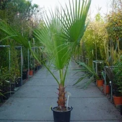 Washingtonia (Washingtonia Robusta)