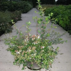 Abelia (Abelia Grandiflora) 11 Abelia (Abelia Grandiflora) -Aanbiedingen Tuin Verrassing Winkel 20110214170632 9
