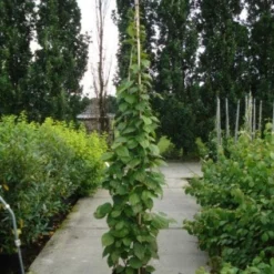 Sierkiwi (Actinidia Kolomikta) -Aanbiedingen Tuin Verrassing Winkel 20110215154225 2
