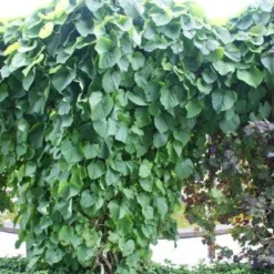 Duitse Pijp (Aristolochia Macropylla) -Aanbiedingen Tuin Verrassing Winkel 20110731133730 3 1