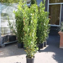 Echte Laurier (Laurus Nobilis) 13 Echte Laurier (Laurus Nobilis) -Aanbiedingen Tuin Verrassing Winkel 20110822165109 10 1