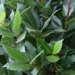 Echte Laurier Op Stam (Laurus Nobilis) -Aanbiedingen Tuin Verrassing Winkel 20110822170724 4 1