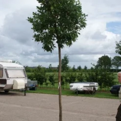 Aardbeiboom (Arbutus Unedo) -Aanbiedingen Tuin Verrassing Winkel 20110822171531 4